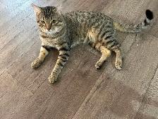 Chat Bengal mâle âgé de 1 ans - Photo 2