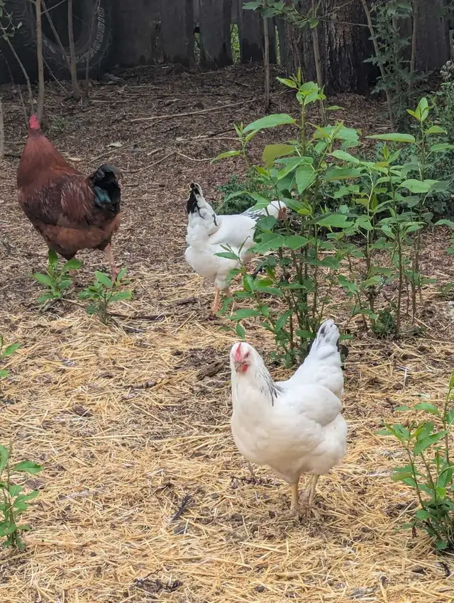 Columbian Rock Pullets