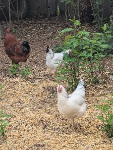 Columbian Rock Pullets