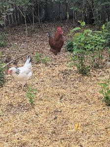 Columbian Rock Pullets - Photo 2