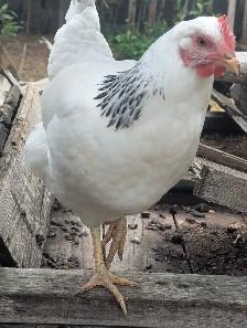 Columbian Rock Pullets - Photo 3