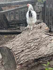 Columbian Rock Pullets - Photo 4