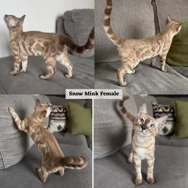 TICA Registered Bengal Kittens