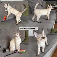 TICA Registered Bengal Kittens - Photo 2