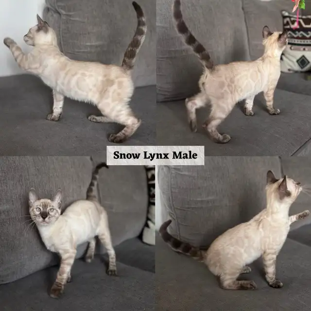 TICA Registered Bengal Kittens
