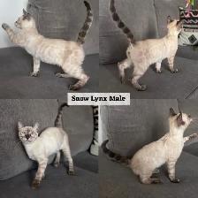 TICA Registered Bengal Kittens