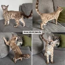 TICA Registered Bengal Kittens - Photo 2