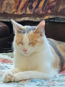 2 year old female cat