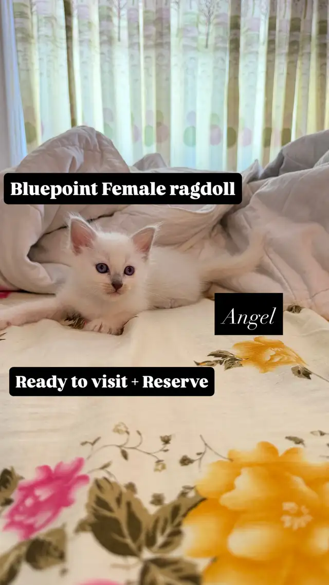 RAGDOLL KITTENS