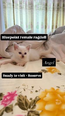 RAGDOLL KITTENS