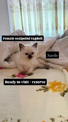 RAGDOLL KITTENS - Photo 3