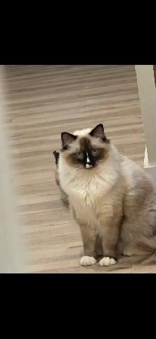 RAGDOLL KITTENS - Photo 4
