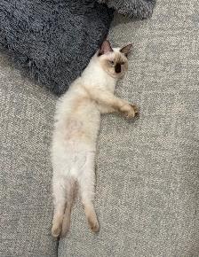 RAGDOLL KITTENS - Photo 5