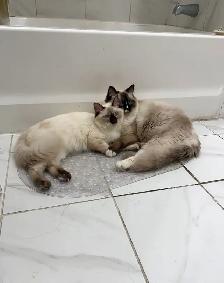 RAGDOLL KITTENS - Photo 6