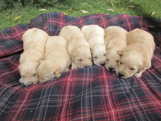 Golden Retriever Puppies