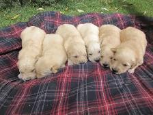 Golden Retriever Puppies