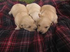 Golden Retriever Puppies - Photo 2