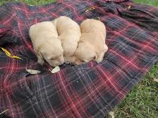 Golden Retriever Puppies - Photo 3