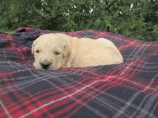 Golden Retriever Puppies - Photo 4