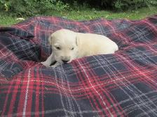Golden Retriever Puppies - Photo 5