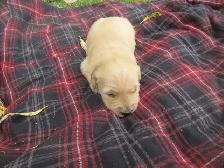 Golden Retriever Puppies - Photo 6