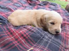 Golden Retriever Puppies - Photo 7