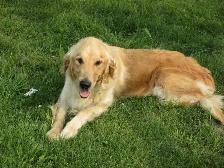 Golden Retriever Puppies - Photo 8