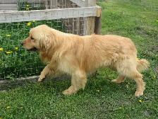 Golden Retriever Puppies - Photo 9