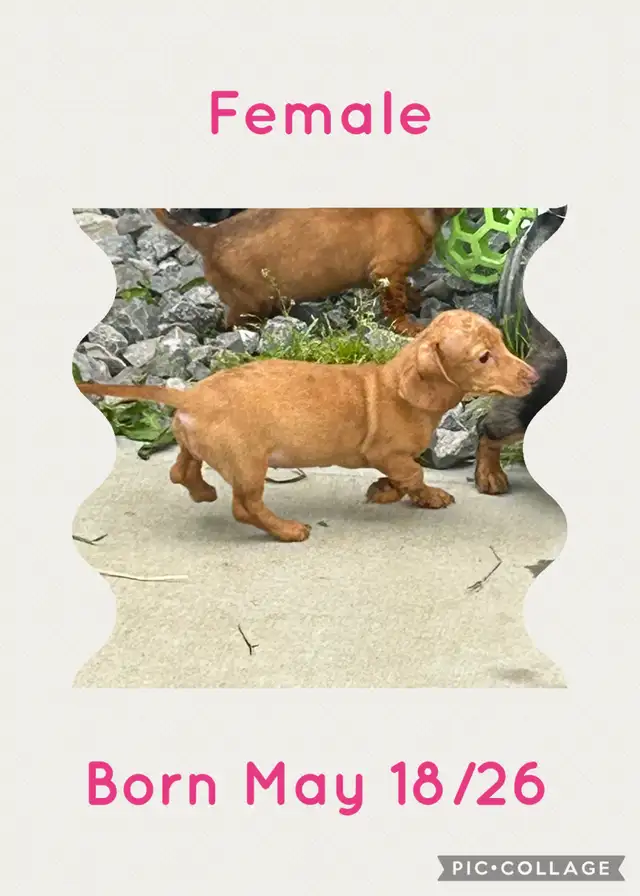 Miniature Dachshund Puppies