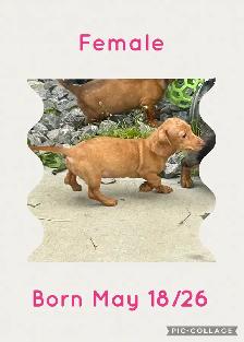 Miniature Dachshund Puppies