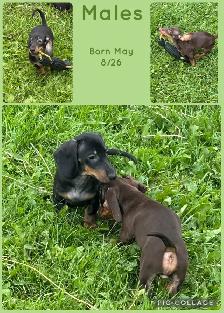 Miniature Dachshund Puppies - Photo 2