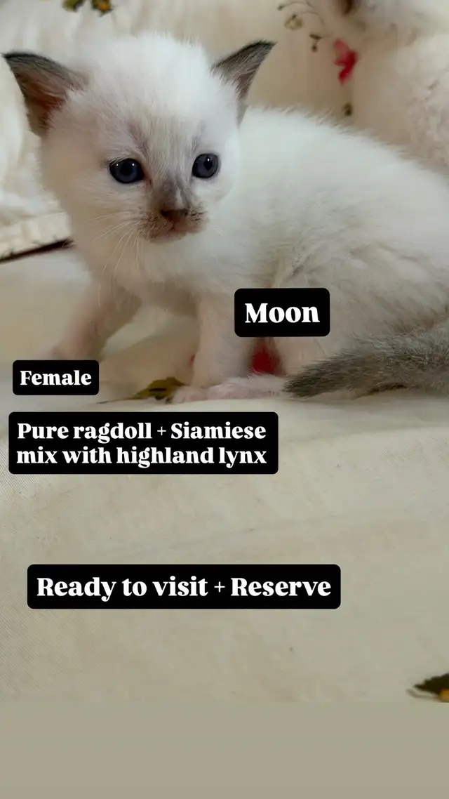 RAGDOLL X SIAMIESE