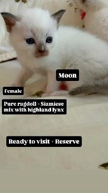 RAGDOLL X SIAMIESE