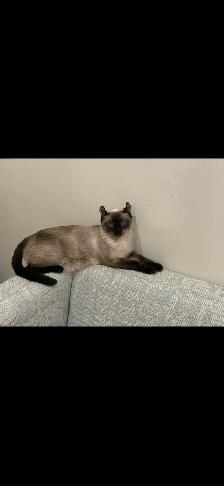 RAGDOLL X SIAMIESE - Photo 4
