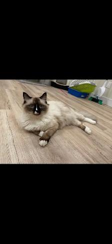 RAGDOLL X SIAMIESE - Photo 5