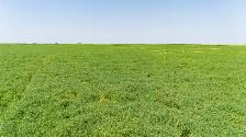 4 Quarters of Productive Grain Land | Near Holdfast, SK - Photo 7