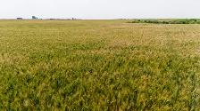 4 Quarters of Productive Grain Land | Near Holdfast, SK - Photo 10