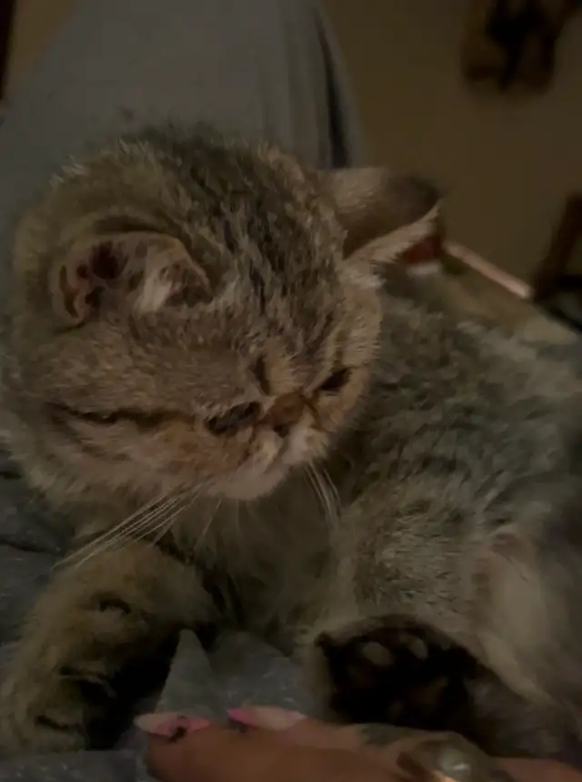 Chat Exotic Shorthair
