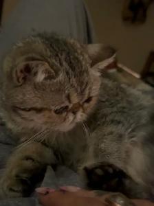 Chat Exotic Shorthair
