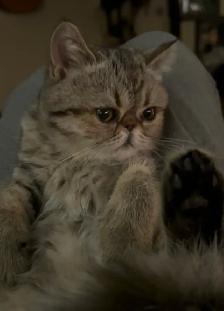 Chat Exotic Shorthair - Photo 2