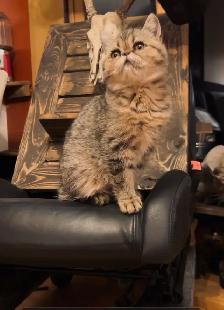Chat Exotic Shorthair - Photo 3