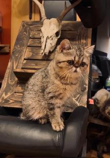 Chat Exotic Shorthair - Photo 4