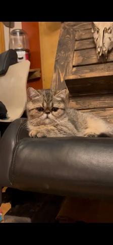 Chat Exotic Shorthair - Photo 5