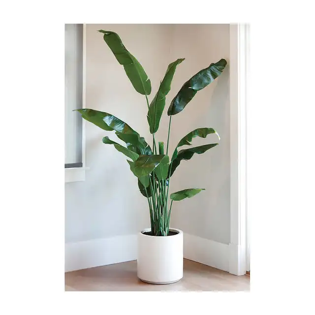 Lifelike Banana Tree