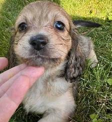 QUALITY BRED MINI LONGHAIR DACHSHUNDS