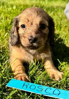 QUALITY BRED MINI LONGHAIR DACHSHUNDS - Photo 2
