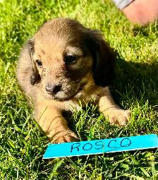 QUALITY BRED MINI LONGHAIR DACHSHUNDS - Photo 3