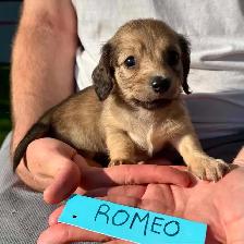 QUALITY BRED MINI LONGHAIR DACHSHUNDS - Photo 4