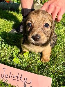 QUALITY BRED MINI LONGHAIR DACHSHUNDS - Photo 6
