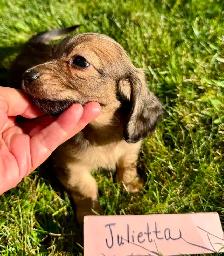 QUALITY BRED MINI LONGHAIR DACHSHUNDS - Photo 7